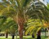 El truco para germinar tus propias palmeras en casa, decorar tu jardín o venderlas
