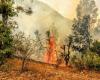 Más de 650 hectáreas de tierras de Uttarakhand afectadas por incendios forestales