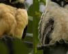 Búhos de anteojos en La Francia (Manizales) captan la atención de los amantes de las aves