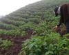 El 44% de las tierras rurales en Colombia son latifundios, revela Igac – .