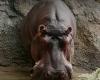 Gen-chan, el hipopótamo que engañó a todos durante 12 años: ¿qué escondía?