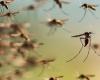 cómo prevenir los que transmiten el dengue y se esconden en los rincones del hogar