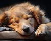 El estilo de entrenamiento y la calidad del sueño influyen en el rendimiento y el bienestar del perro.