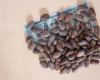 ¿Cuándo bajará el precio del cacao? – .