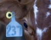 Las pruebas de gripe aviar H5N1 en vacas serán más limitadas de lo que dijo el USDA