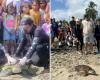 En el Día Internacional del Niño liberan 70 tortugas en Playas de Mendihuaca