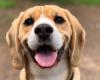 Estas son las 5 palabras que hacen extremadamente feliz a tu perro, según los expertos