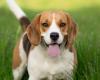 Las 5 palabras que harán excesivamente feliz a tu perro, según los veterinarios