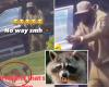 ¡Corre por tu vida! Propietario de arma con licencia dispara contra mapache que lo perseguía en Nueva York: video – .