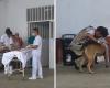 Perro permaneció afuera del Hospital San José de Popayán esperando a su dueño, un ciudadano sin hogar que había ingresado de emergencia. – .