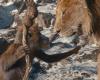 Casting, tráiler y lo que se sabe de ‘Mufasa’, la nueva película de ‘El Rey León’