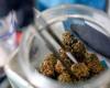 ¿Qué significaría que la marihuana fuera considerada una droga de bajo riesgo en EE.UU.? – .