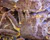 Un acuerdo sobre precios en la pesquería canadiense de cangrejo de las nieves