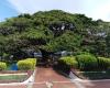 Huila reconoció 72 árboles como monumento regional