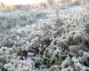 Llegan las primeras heladas a Neuquén, ¿cómo cuidar las plantas del frío? – .