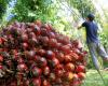 Indonesia pide normas justas de diligencia debida en el Reino Unido sobre el aceite de palma