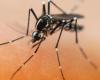 Epidemiólogo bonaerense brinda recomendaciones y advertencias ante posibilidad de propagación del dengue a Valparaíso – .