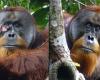 Captan por primera vez a un orangután fabricando medicina y curando con éxito una herida en su rostro