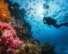 Científicos de Harvard descubrieron signos de posible extinción del océano – .