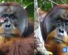 Se registra por primera vez a un orangután herido curándose con una planta medicinal