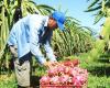 Suben los precios de los productos agrícolas exportados – .