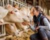 Responsabilidad en bienestar animal e inmunización del sector ganadero en Colombia – .