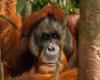 Orangután médico desconcierta a los científicos – .