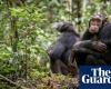 Los chimpancés están muriendo de resfriado común. ¿Es el turismo de grandes simios el culpable?