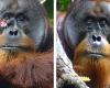 Un orangután salvaje utilizó una planta medicinal para curar una herida