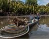 Las plantaciones de palma aceitera están provocando un enorme impacto río abajo en las cuencas hidrográficas.