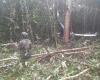 Nuevos detalles del accidente aéreo de los niños que fueron rescatados en la selva del Guaviare
