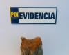 PDI Valparaíso recupera especies paleontológicas comercializadas a través de redes sociales – G5noticias – .