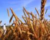 FPCCI insta a la acción del gobierno sobre los precios del trigo – .