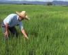 Con una inversión de 13 mil millones de pesos construirán molino de arroz en Huila