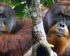 Un orangután curó sus heridas con una planta medicinal