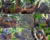 Por primera vez captan a un orangután curando una herida con una planta medicinal: VIDEO – .