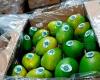 ¡Por primera vez! Santa Marta exporta mango azucarero a Estados Unidos