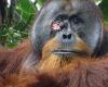 Un orangután logra curarse con una planta medicinal