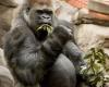 Zoológico de St. Louis anuncia muerte de gorila – .
