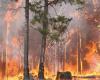 Japón insta a 400 personas a evacuar ciudad del norte por incendio forestal