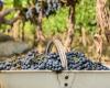 La industria vitivinícola bajó la guardia ante el proceso de desregulación que inició con Milei