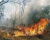 Incendios forestales en Uttarakhand: tres personas de Bihar arrestadas en Chamoli por provocar un incendio | Actualizaciones principales