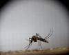 Con olores humanos como “cebo”, crearon trampas para cazar al mosquito del dengue