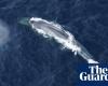 ‘Soy una ballena azul, estoy aquí’: investigadores escuchan con deleite canciones que insinúan el resurgimiento de la Antártida