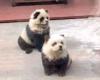 Zoológico chino pintó perros para que parecieran pandas