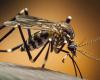 Casos de dengue siguen a la baja en Entre Ríos – El Heraldo – .
