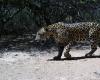 Se obtuvieron nuevas fotografías del jaguar registrado en la Reserva Natural Formosa y la gente podrá elegir su nombre