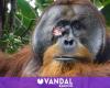 Un orangután cura con éxito una herida elaborando medicina a partir de plantas y deja estupefacta a la comunidad científica