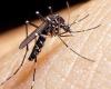 Suman 26 muertes por dengue y los casos llegan a 22 mil