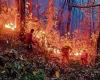 Incendio forestal en Uttarakhand: ¿Las lluvias aliviarán los devastadores incendios forestales? CM Dhami prohíbe la quema de forraje